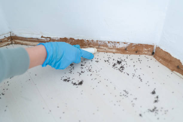 Best Termite Control Services  in New Mford, IL